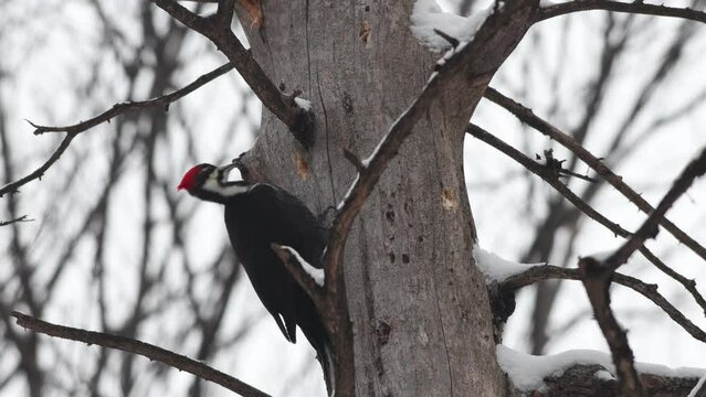 un Grand Pic femelle sur le tronc d'un arbre	