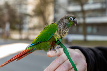 A green-cheeked conure (Pyrrhura molinae) perches on a finger. The parakeet is somewhat shy but can...