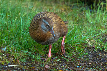 A weka (Gallirallus australis), also known as a Maori hen, or woodhen, is a flightless bird endemic to New Zealand. This one south of Milford Sound in Fiordland.