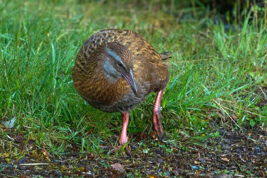 A weka (Gallirallus australis), also known as a Maori hen, or woodhen, is a flightless bird endemic to New Zealand. This one south of Milford Sound in Fiordland.