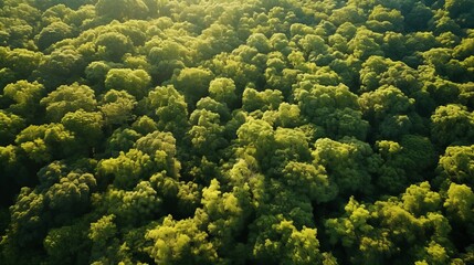 Fototapeta na wymiar Aerial drone view of lush forest trees capturing co2 for carbon neutrality and net zero emissions