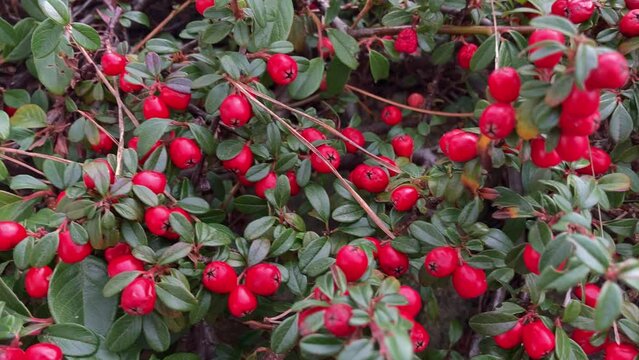 Cotoneaster horizontalis bush with red fruits natural texture