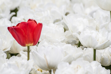 One Red Flower Surrounded by Numerous White Blooms and Green Leaves, Depicting the Diversity and Beauty of Spring