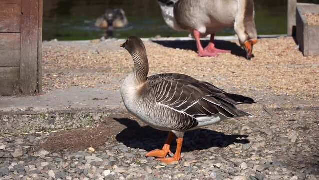 The taiga bean goose (Anser fabalis) is a goose that breeds in northern Europe and Asia. This and the tundra bean goose are recognised as separate species by the American Ornithological Society.
