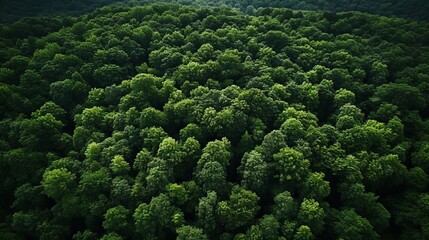 Drone captures dense green forest, symbolizing carbon neutrality and net zero emissions