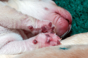 The little paw of a 4-day-old Labrador puppy. The paw pads are starting to turn black.