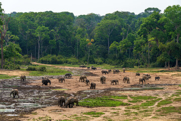 African forest elephants, Loxodonta cyclotis, in Dzanga Bai of Central African Republic. Forest...