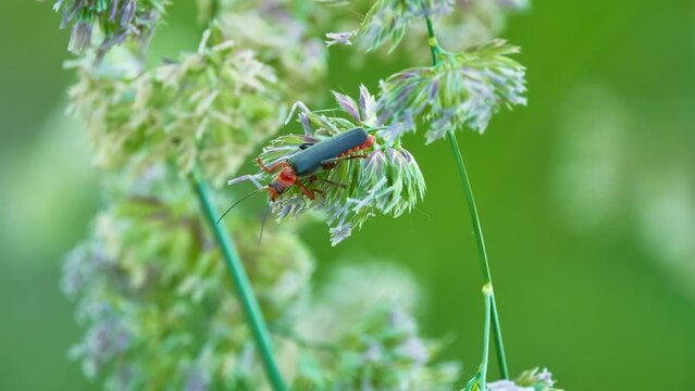 Soldier beetles (Cantharidae) are relatively soft-bodied, straight-sided beetles. They are cosmopolitan in distribution. They are also known commonly as leatherwings because of their soft elytra.