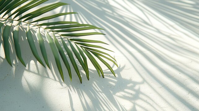 Palm leaf shadow on abstract white sand beach background, generative ai