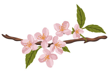 A branch with pink flowers on a white background. The concept of spring and blossoming.