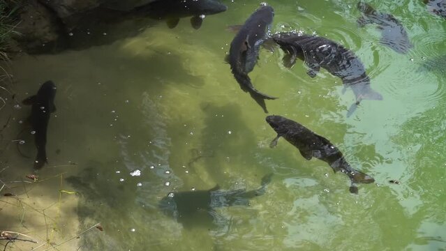Carps swim in a small pond. The common carp or European carp (Cyprinus carpio) is a widespread freshwater fish of eutrophic waters in lakes and large rivers in Europe and Asia.