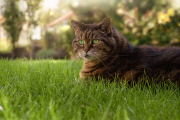 Chubby tabby cat on a lawn in the dappled light of a summery garden