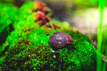 a snail shell on a green moss