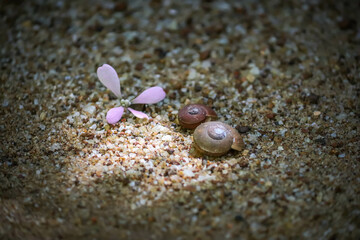 a snail shells on the beach