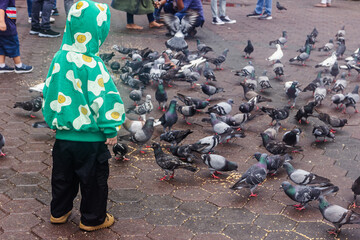 Cute little boy watching pigeons at Batu Caves, Hindu Temple. The boy wearing egg patterned jacket.