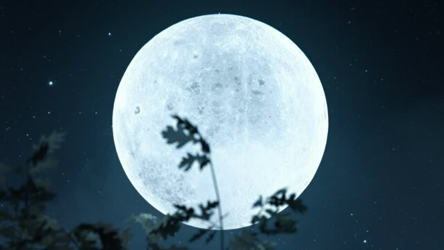 motion of oak tree leaves in front of bright shining moon