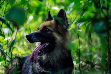 german shepherd dog
