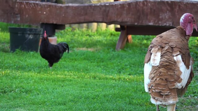 Blue turkeys are very interesting and distinctive breed. They are often also called Aspid. Bird was bred not so long ago and was most often used as a decorative one.
