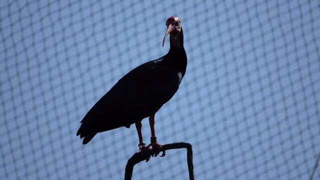 Southern bald ibis (Geronticus calvus) is large bird found in open grassland or semi-desert in Africa. Taxonomically, it is most closely related to its counterpart, waldrapp (Geronticus eremita).