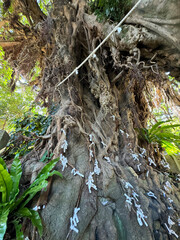 fortune tree in Goto island Nagasaki Japan
