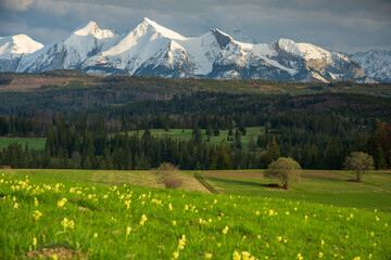 The High Tatras Mountains (Vysoke Tatry, Tatry Wysokie), spring sunset view with cloudy sky and yellow flowers and green grass in the foreground, Belianske Tatry, Lapszanka.