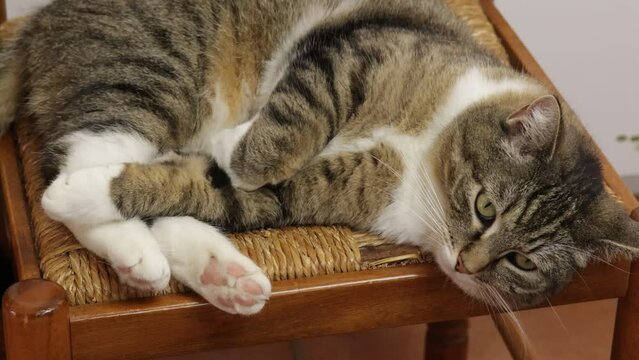 chat allong&eacute; sur une chaise, fixant l'objectif, en gros plan