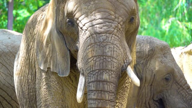 African bush elephant (Loxodonta africana), also known as the African savanna elephant, is the largest living terrestrial animal with bulls reaching a shoulder height of up to 3.96 m.