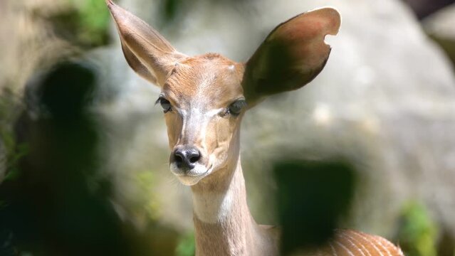Lesser kudu (Tragelaphus imberbis) is forest antelope found in East Africa. It is placed in genus Tragelaphus and family Bovidae. It was scientifically described by English zoologist Edward Blyth.