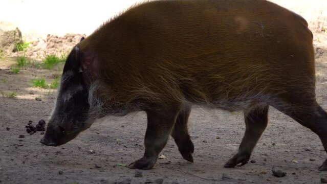 Red river hog (Potamochoerus porcus), also known as the bush pig (but not to be confused with Potamochoerus larvatus, common name bushpig), is a wild member of the pig family living in Africa.