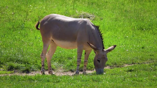 Striped-legged zebra-donkey hybrid graze on green grass.