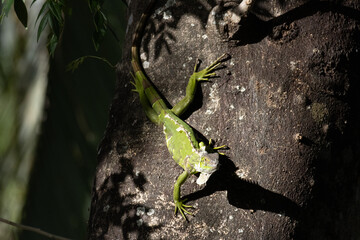green iguana on a tree