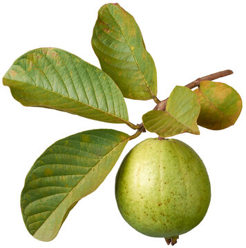 guava with it's tree branch isolated on white background, oval shaped common tropical and nutrient-rich fruit that is high in vitamin c, fiber and antioxidants, cut out
