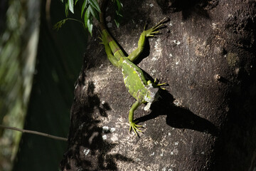 green iguana on a tree