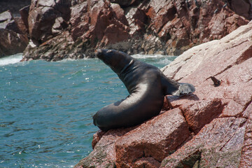 Ballestas Islands, important marine biodiversity and adventure sports for ecotourism in Paracas...