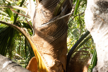 Palmeras del bosque seco tropical