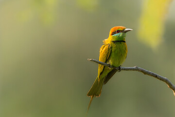 Green bee eater sitting on branch tree.Little bird flying on green background.Nature wildlife image on the outdoor park.