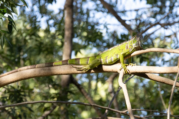 green iguana on a tree