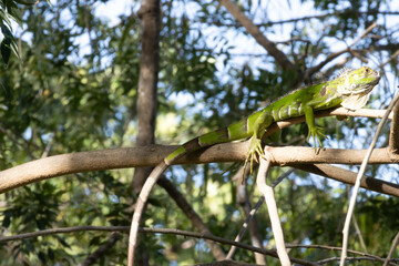 Naklejka na ściany i meble green iguana on a tree