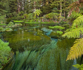 Hamurana Springs, Rotorua, Bay of Plenty, Nordinsel, Neuseeland © Rainer Mirau