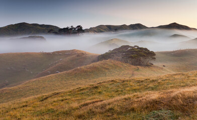 Morgenstimmung, Schafweide, Wharariki, Tasman, Südinsel, Neuseeland