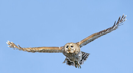 Male Barrred owl in flight