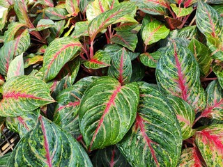 Aglaonema is a small shrub that blooms in clusters of dark green leaves with red stripes.