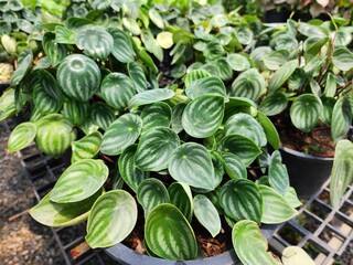 Peperomia argyreia or Peperomia It is a garden decoration plant. The green leaves have a watermelon-like pattern and are a climbing plant that covers the ground.