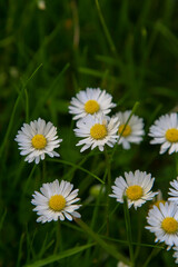 Fototapeta premium Absolute Beautiful Daisy flower blooming in the park during sunlight of summer day