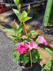 Mandevilla x amabilis is a medium-sized, hard climbing plant that grows in clusters in the axils of the leaves with pink petals. and has many colored petals Popularly grown a garden ornamental plant.