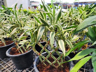 Dracaena sanderiana is a shrub-type ornamental plant believed to bring good fortune. Will bring about wealth The trunk can be woven into beautiful patterns.