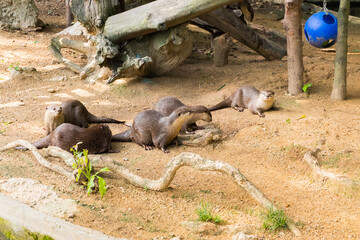 Fototapeta premium A Family of Asian otters standing on their legs in the wild,tourism icons.