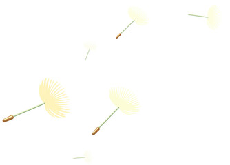 민들레홀씨