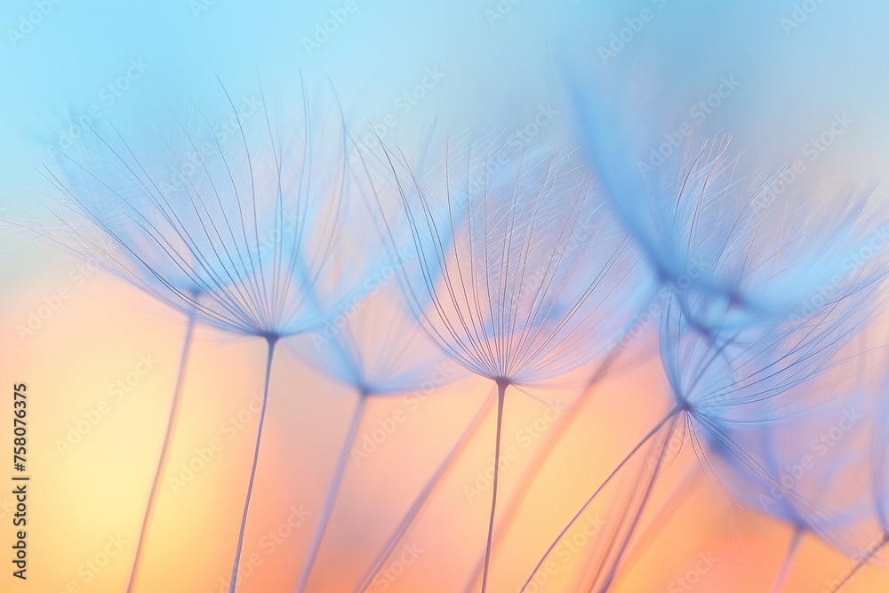 Canvas Prints dandelion in the field