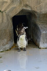 フンボルトペンギンイメージ